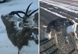 Imagenes de dos de los vídeos que circulan sobre los animales congelados de frío en Noruega.