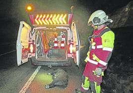 Un bombero del 112, junto a un jabalí atropellado en un accidente en Cabezón de la Sal.