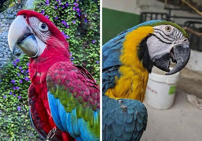 Los dos guacamayos robados en Vioño y en Comillas