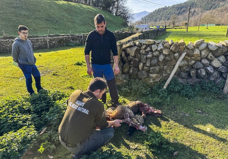 Un agente del Medio Natural verifica la muerte del animal a manos del lobo.