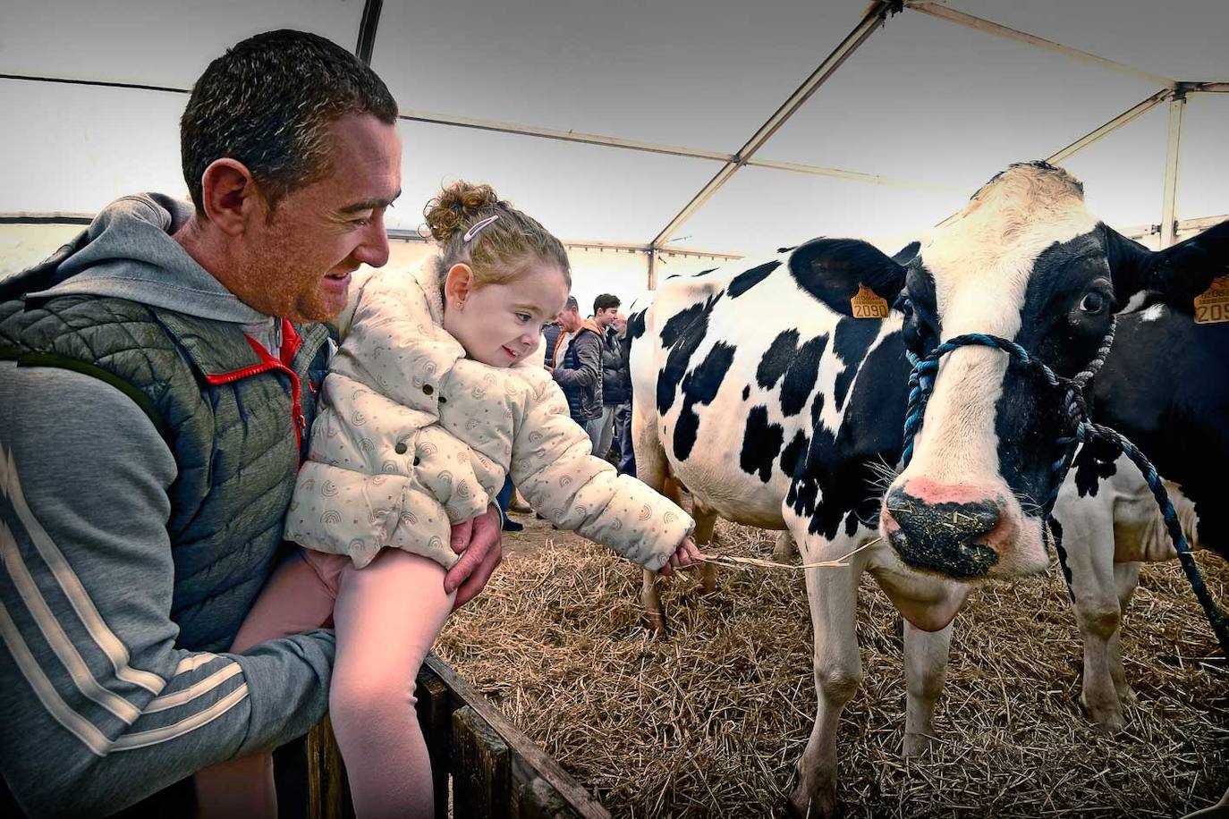 Un chico le muestra a su niña cómo ordeñar una vaca