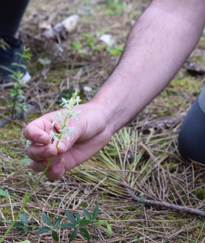 Imagen secundaria 2 - La ruta guiada sobre las orquídeas silvestres vuelve a Liencres este sábado