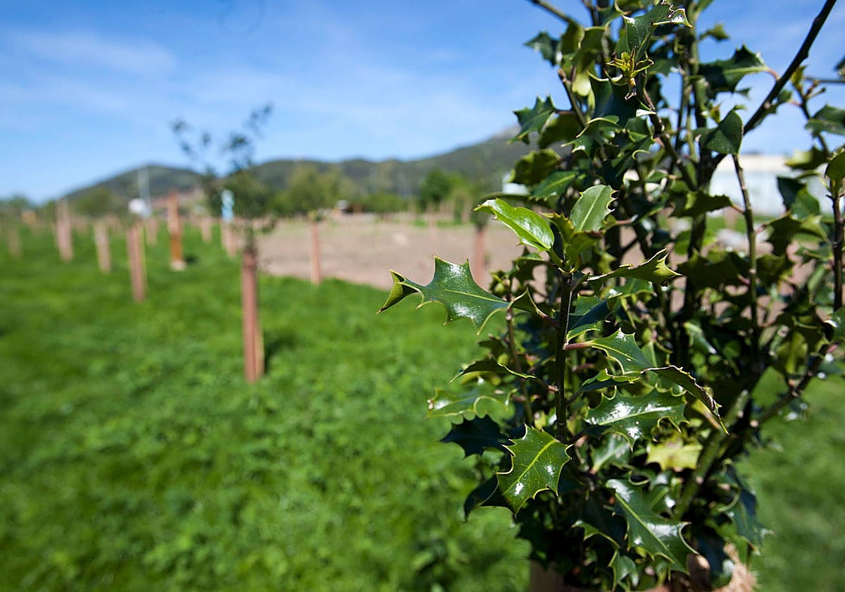 En los próximos meses se renovará el arbolado.