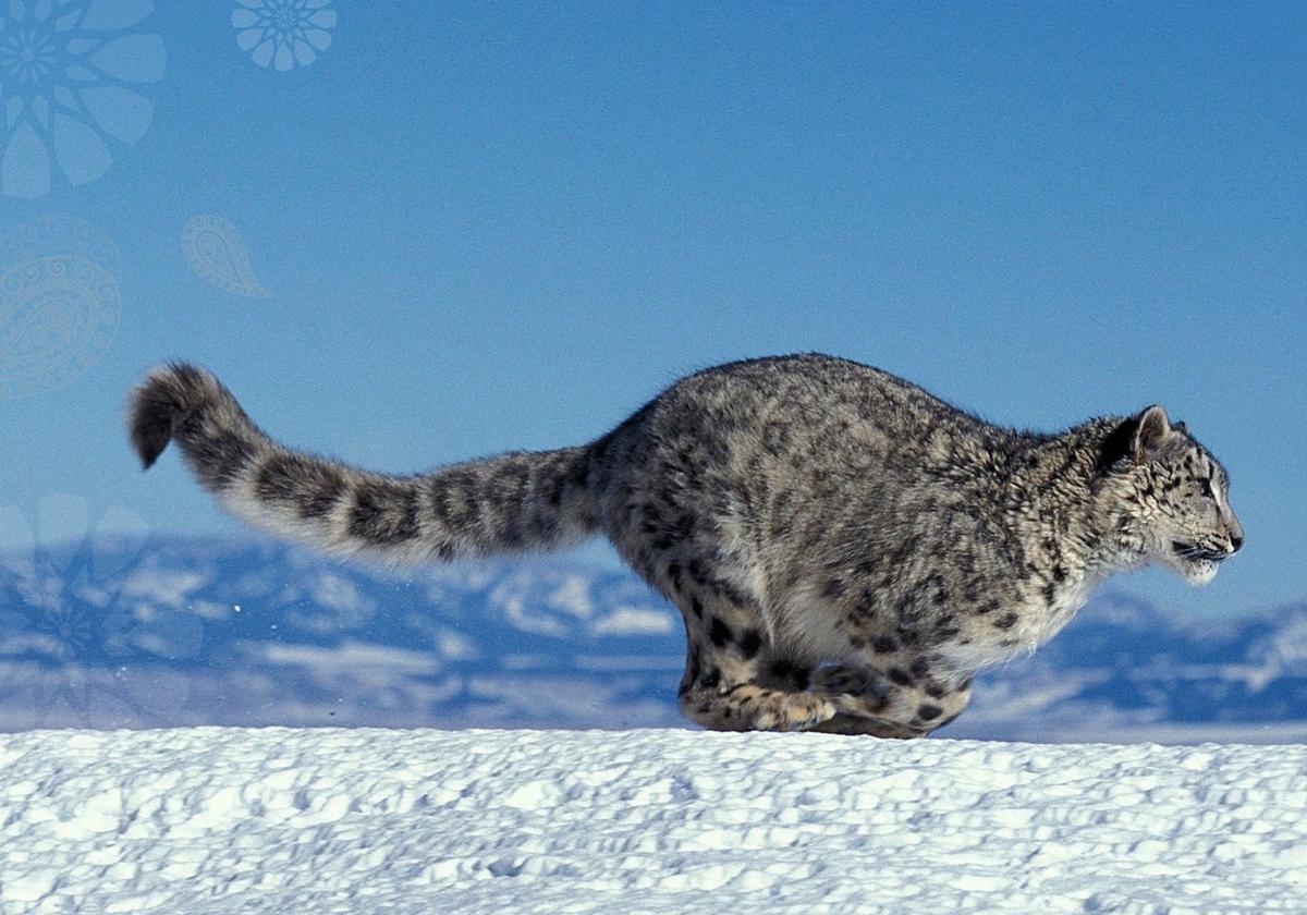 El leopardo de las nieves es una de las especies de las que se ha hablado en la Convención de Samarcanda.