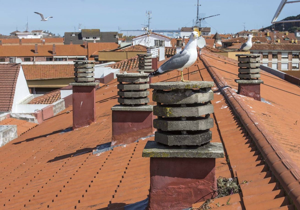 Gaviotas en los tejados de edificios de viviendas en Santoña.