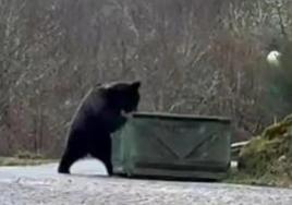 Un oso buscando comida hace unos días en un contenedor de la localidad leonesa de Villaseca de Laciana.