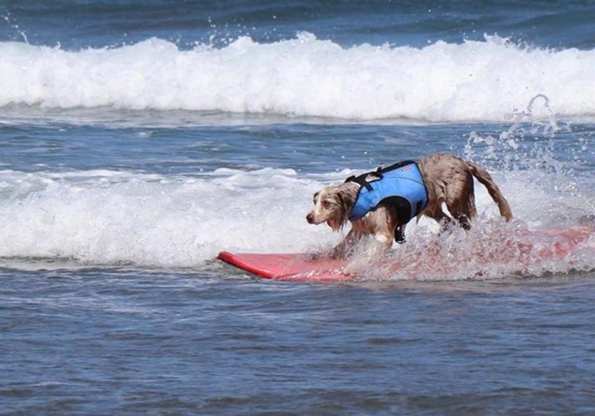 Los surfistas de cuatro patas son conocidos popularmente como 'surfurs' y cuentan con varias competiciones alrededor del mundo donde mostrar sus habilidades.