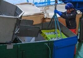 Un pescador iza las cajas con los bocartes almacenado en la bodega del barco