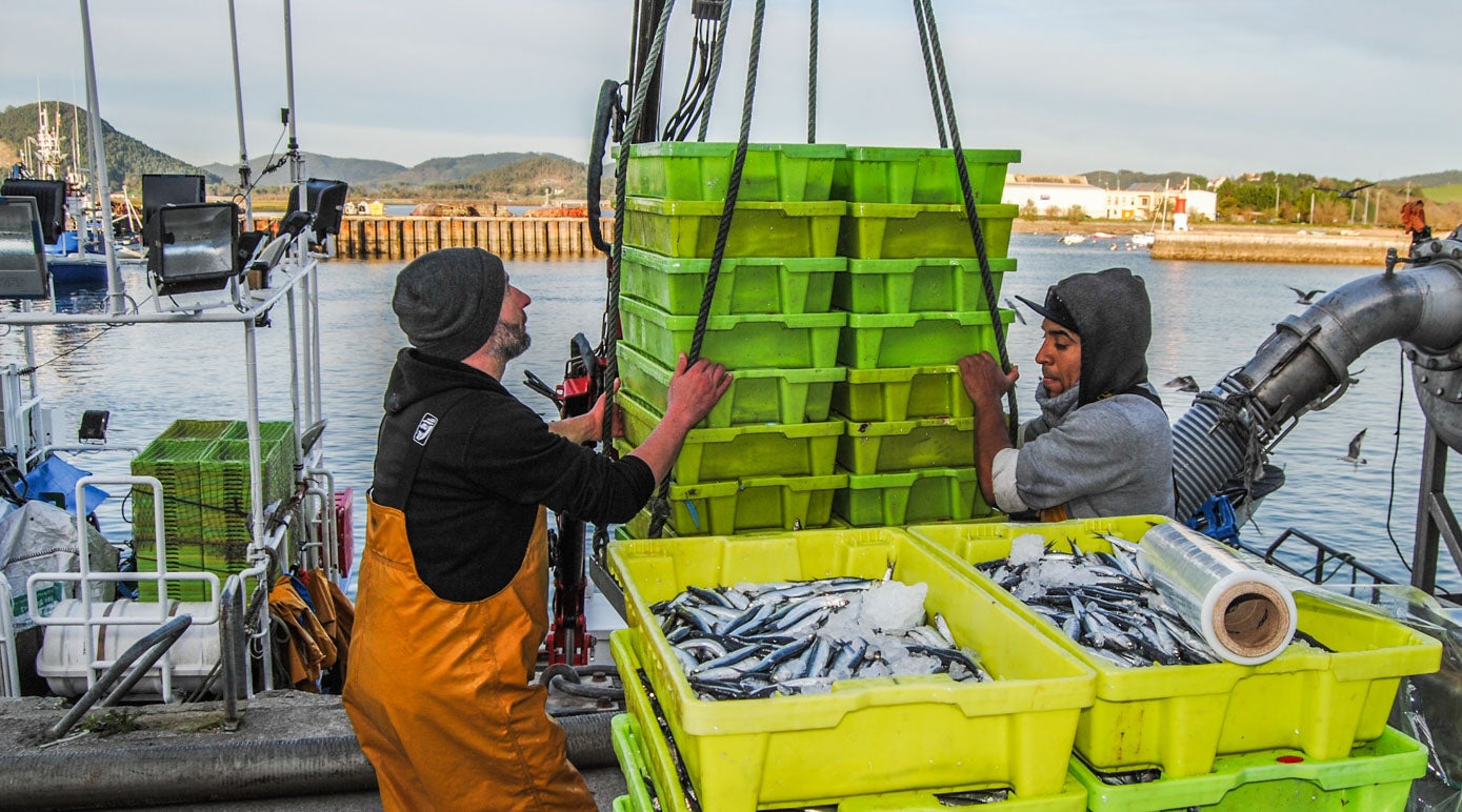 El trasiego ha vuelto al puerto de Santoña con los pescadores trabajando a tope. 