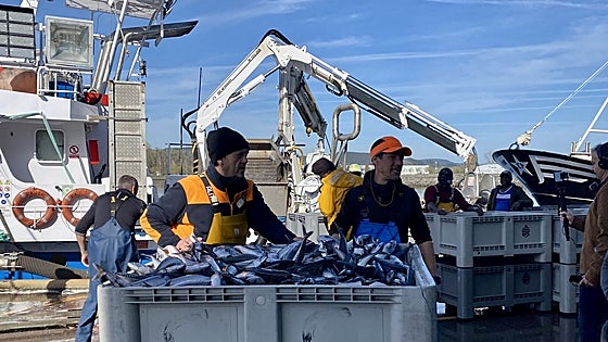Colindres se estrena en la costera del verdel con una «importante descarga» de 348 toneladas