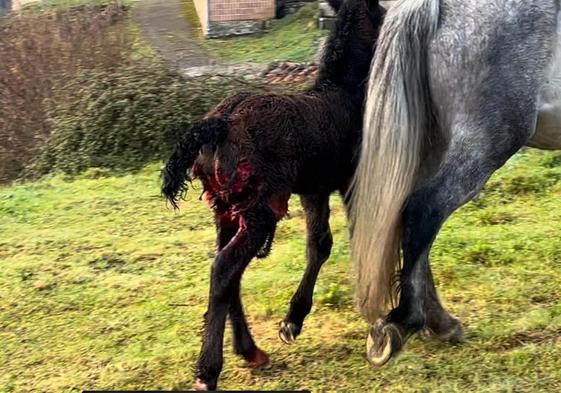 El potro herido por los lobos en la localidad de Sarceda.