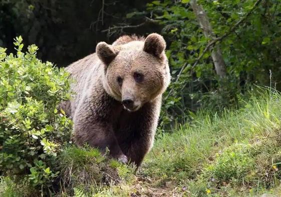 Imagen de archivo de un oso pardo.