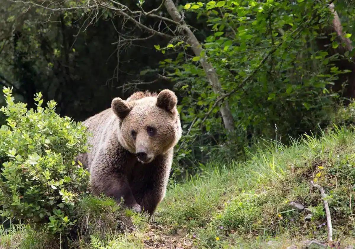 Imagen de archivo de un oso pardo.