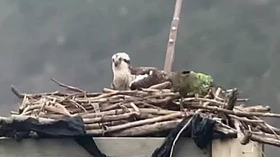 Txuriko y Landa volverán a ser padres esta temporada