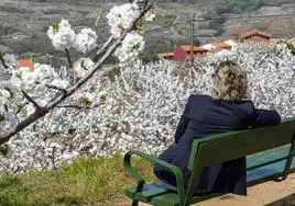 Disfrutar de la floración de los cerezos del Valle del Jerte, un plan para los sentidos