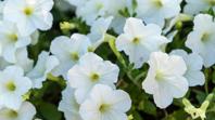 Petunia blanca