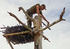 Miembro de Fapas en un nido del águila pescadora. 