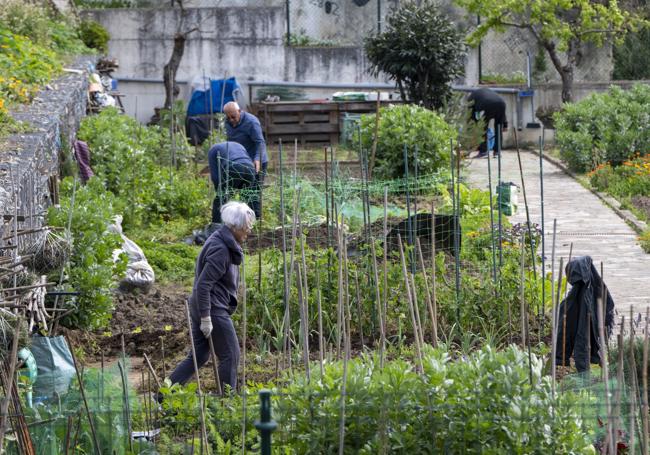 Los usuarios cultivan una amplia variedad de verduras y hortalizas.