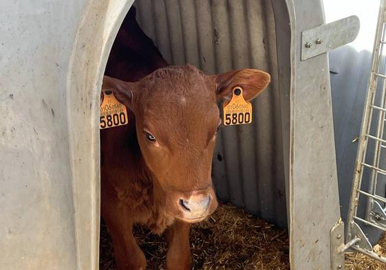 La vaca 'roja pasiega', autóctona y en peligro de extinción, precisa más ganaderos que la ordeñen