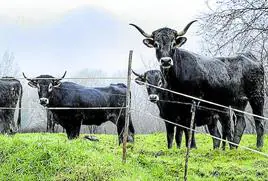 Rebaño de vacas tudancas, raza autóctona con un notable prestigio gastronómico.