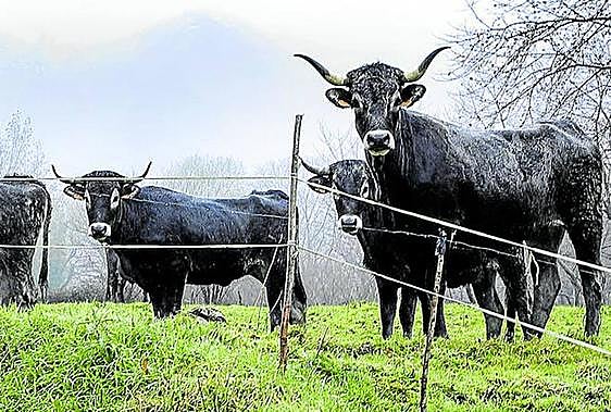 Rebaño de vacas tudancas, raza autóctona con un notable prestigio gastronómico.