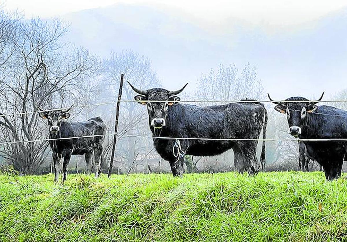 Rebaño de vacas tudancas, raza autóctona con un notable prestigio gastronómico.