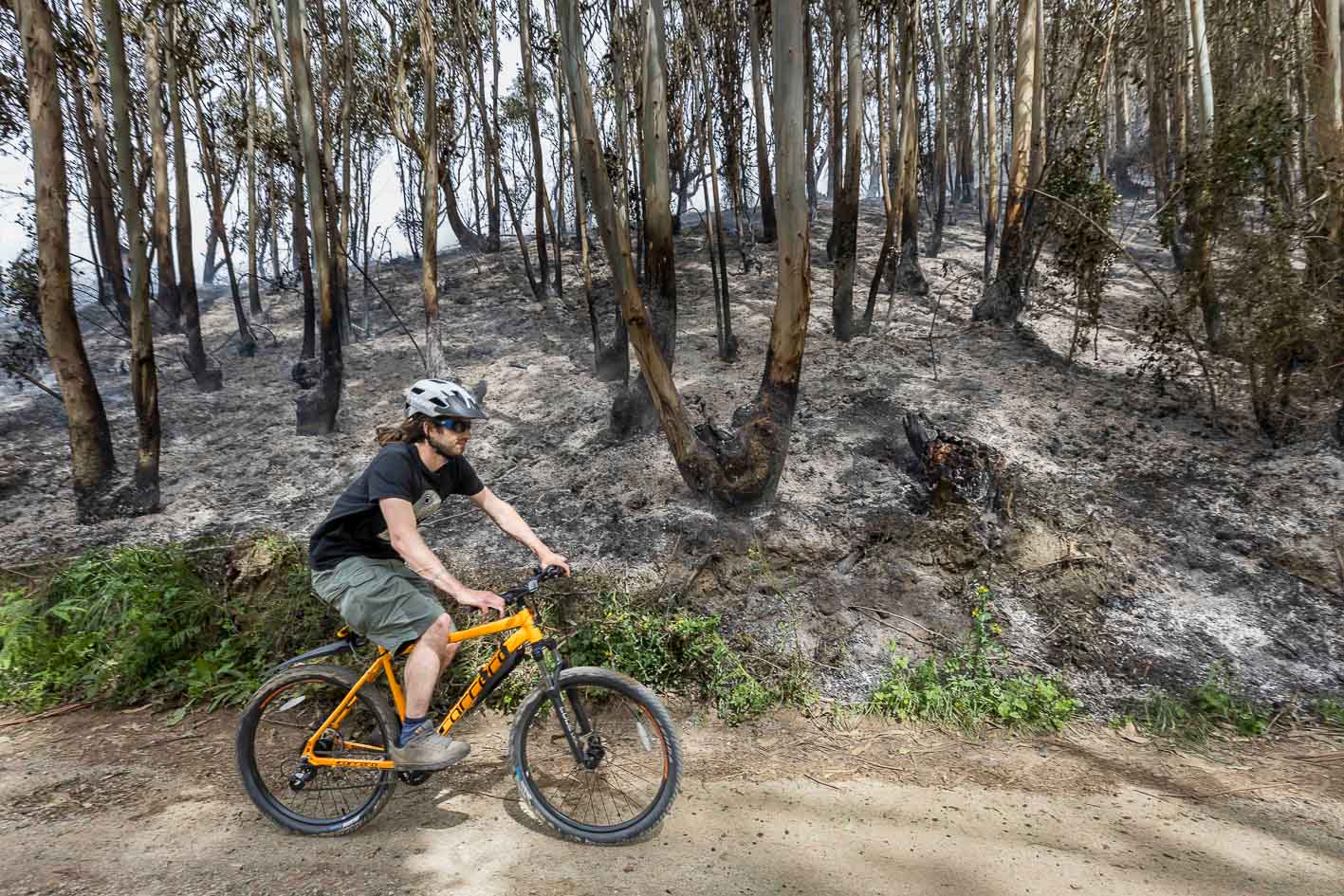 Un ciclista delante del bosque de eucalipto que el fuego ha arrasado este sábado en Galizano.