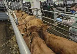 Un operario procede a la desinsectación de varias vacas en el Mercado Nacional de Ganados de Torrelavega.