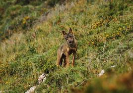 El lobo se está haciendo cada vez más visible en núcleos poblados.