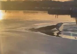 La cola de la ballena, emergiendo en el puerto de Santoña.