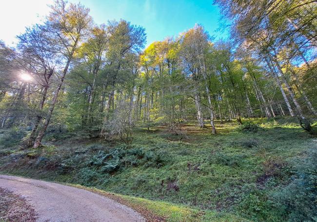 Una de las curvas a izquierda de la ruta que descubre el paisaje del bosque de hayas.