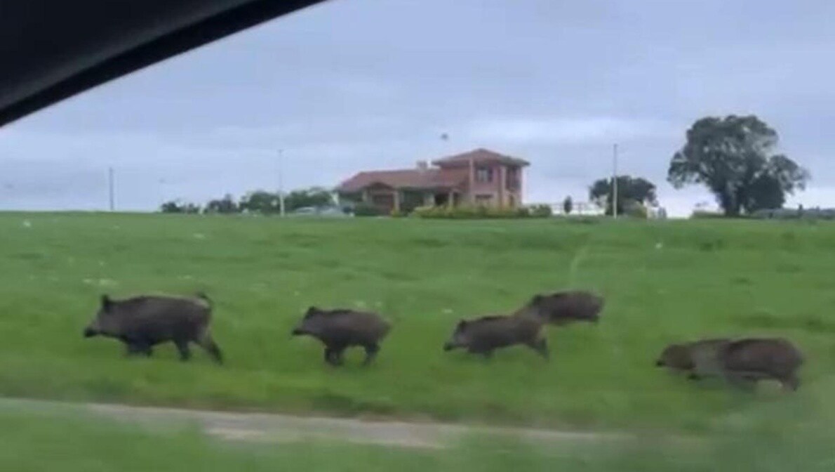 Piara de jabalíes corre junto a la carretera que une Loredo con Galizano, en pleno núcleo urbano. En esta zona de Ribamontán al Mar, la presencia de estos animales está provocando serios problemas a los vecinos, que ven cómo destrozan sus jardines.