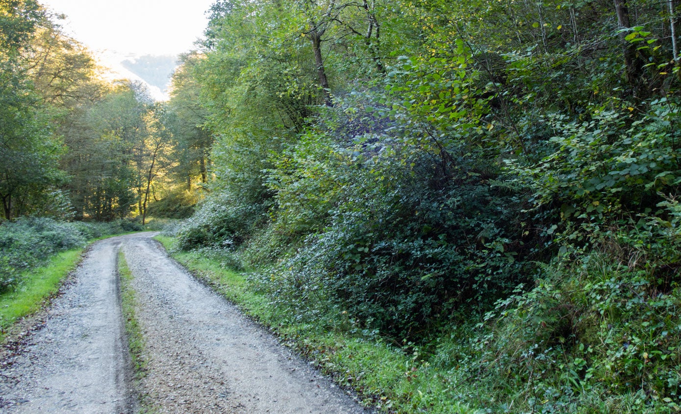 Los avellanos, en el primer tramo de la ruta, conviven con las hayas.