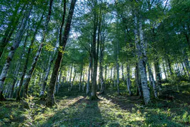 El sol se filtra a través del hayedo. La subida a las brañas de Bucierca se adentra en zigzag a través de un bosque