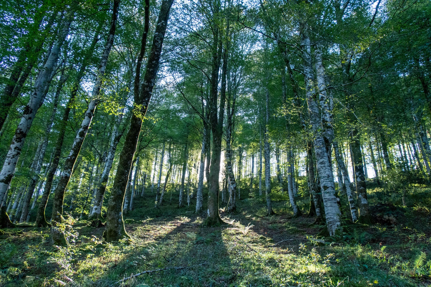 La subida a las brañas de Bucierca