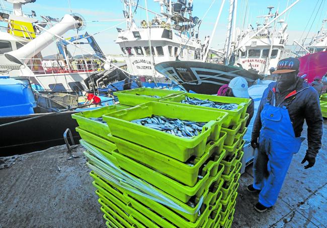 El bocarte capturado ayer es de gran tamaño e irá destinado a la elaboración de anchoas.