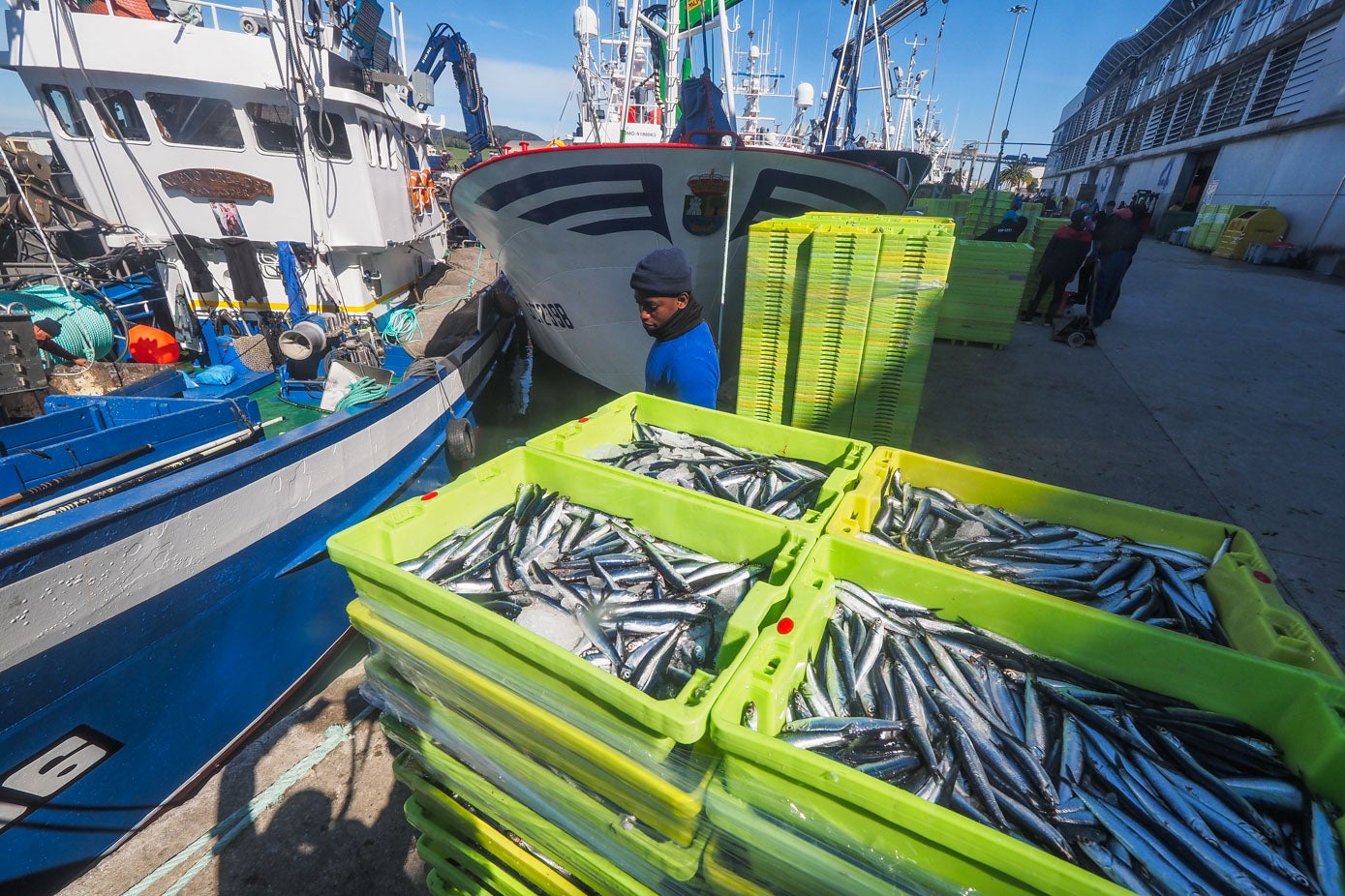 El bocarte, de buen tamaño, irá destinado a la elaboración de anchoa dado su granaje de entre 30 y 40 granos.