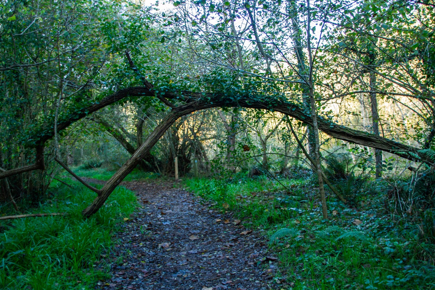 Un árbol forma un pórtico bajo el que pasar en el recorrido.