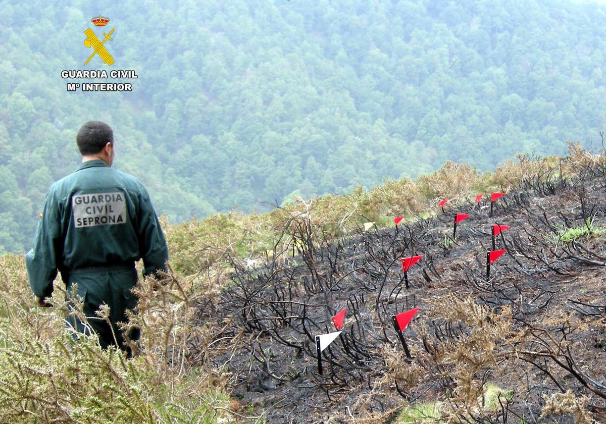 Imagen de archivo de un agente del Seprona investigando un incendio forestal.