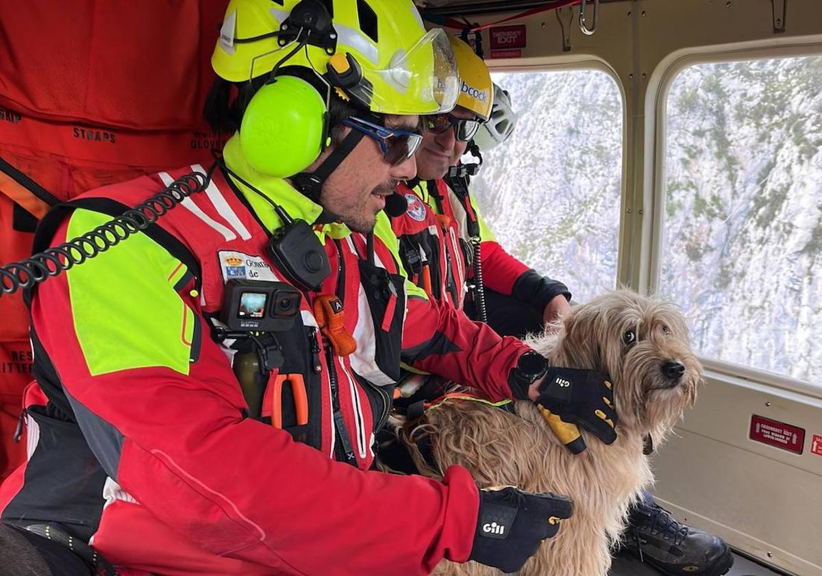 Imagen principal - Imágenes del rescate de la perra en Liébana.