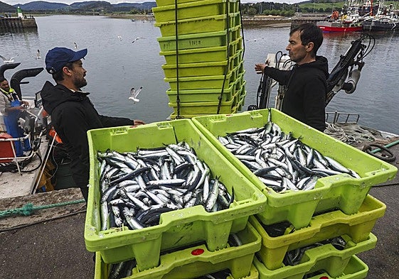 Dos pescadores, en plena descarga de bocarte en el puerto de Santoña.