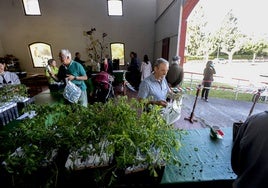 Reparto gratuito de plantas de tomates en las naves de La Lechera.