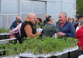 Vecinos adquieren las plantas de tomate, este miércoles, en Campuzano (Torrelavega).