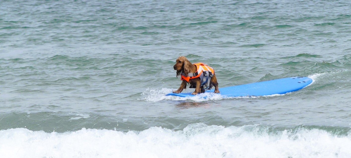 Otras figuras del surf a cuatro patas se atrevieron a tomar las olas en solitario. 