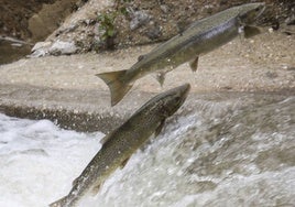 Dos salmones remontan la escala de la presa de Puente Viesgo en el Pas.