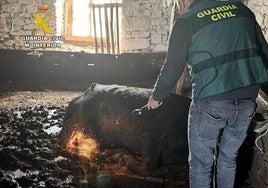 Un efectivo de la Guardia Civil junto con el cadáver de uno de los animales encontrados.