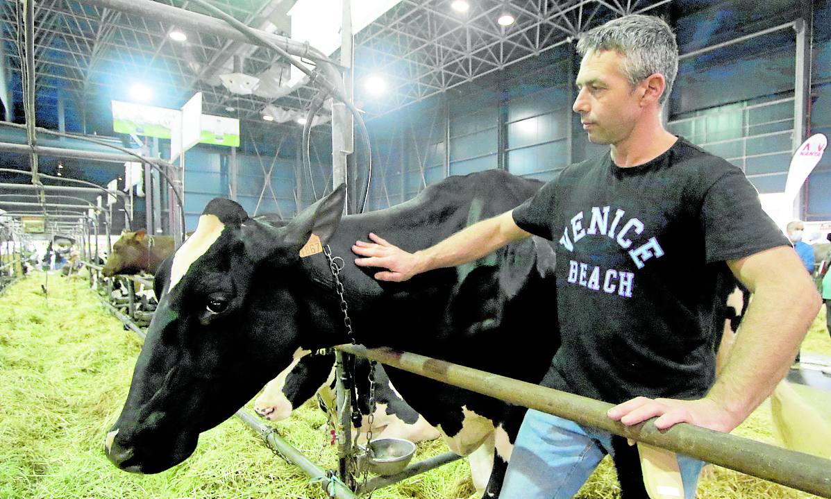 Agapito Fernández, con la multipremiada vaca frisona Llinde Ariel Jordan.