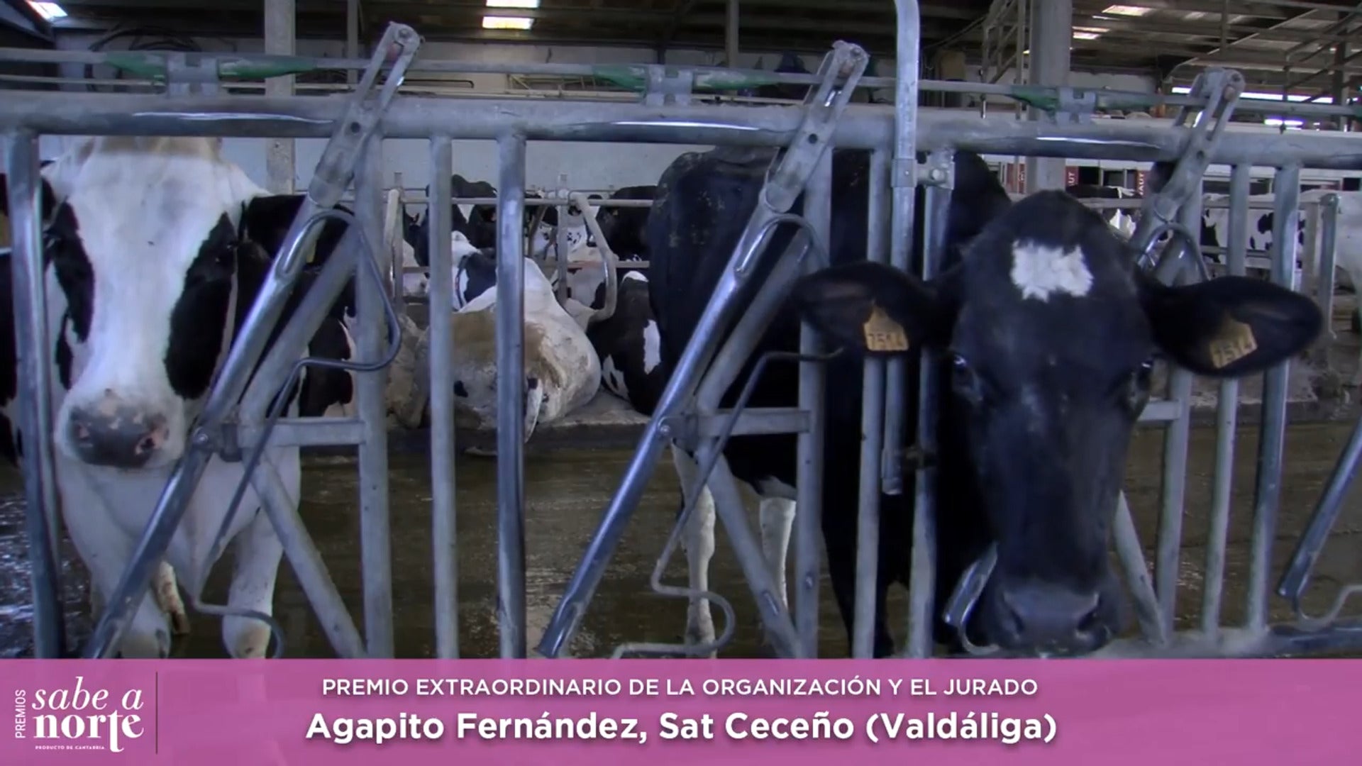 Agapito Fernández, propietario de la ganadería SATCeceño, premio extraordinario Sabe a Norte