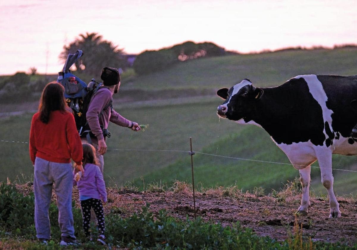 Una familia da de comer a una vaca en el entorno rural de Cantabria.