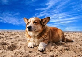 Pacma lanzó esta semana una propuesta para convertir a a España en lugar de «turismo canino» de referencia.